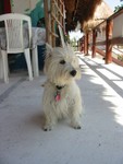 This dog's owner owns a gallery in Akumal