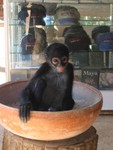 Spider Monkey!