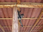 Spider monkey