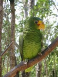 Our favorite parrot.