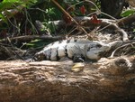 Iguana, Xel-Ha