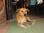 Scuba dog - one of three that live at Hidden Worlds