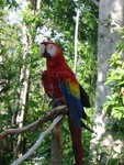Parrot - Xaman Aviary