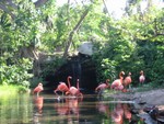 Flamingos - Xaman Aviary