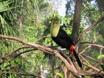 Toucan - Xaman Aviary