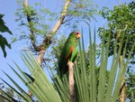 Parrot - Xaman Aviary