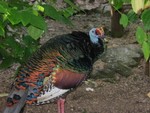 This bird is on the brink of extinction, but I can't remember what it's called.