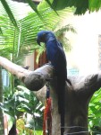 Resident parrot at the Hyatt