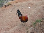 One of the many resident roosters on the island