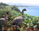 Hawaii's state bird - The Nene