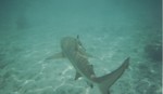 Blacktip reef shark