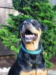 One happy dog!