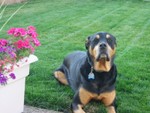 Posing next to grandma's flowers