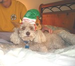 Santa's Little Helper