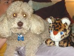 Mocha's favorite toy. (that Jake hasn't eaten yet)