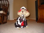 Halloween - I'm supposed to be a cow.