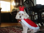 Halloween 2005, King Mocha.