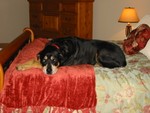 Breaking in the new bedspread