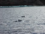 Spinner (bottlenose) dolphins