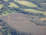 Pinapple fields 