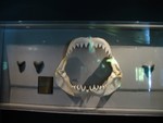 IMG 3536