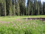 IMG 4571